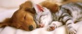 Sweet love between cats and dogs - HD wallpaper