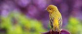 Beautiful little yellow bird - Spring season