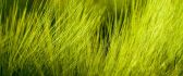 Beautiful green colour for the grass - HD wallpaper