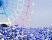 Little blue flowers - beautiful field