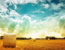 Golden wheat field in a beautiful summer day