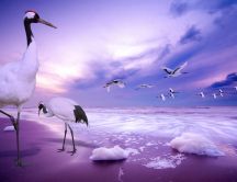 Birds with big legs at the seaside - wonderful HD wallpaper