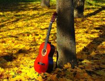 Guitar shining in the sun - beautiful golden leaves carpet