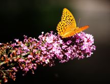 Yellow butterfly on a pink spring flower