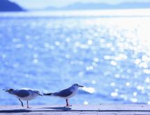 Seagulls at the seaside - HD summer wallpaper