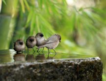 Little sparrows dancing - HD wallpaper