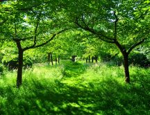Path through grandparents orchard - wonderful green nature