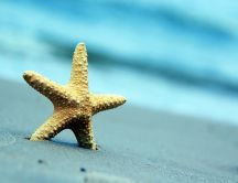 Starfish in the sand - water wonders