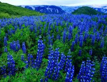 Blue flowers on a mountain field - HD wallpaper