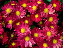 Beautiful red chrysanthemums - carpet of flowers