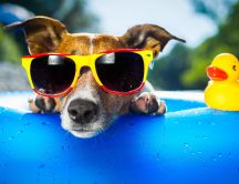 Hot summer day - fancy dog with sunglasses at the pool