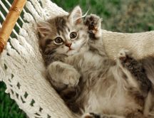 Sweet little cat in a hammock - relaxing moments