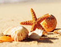 Shells and starfish on the beach sand - Summer holiday
