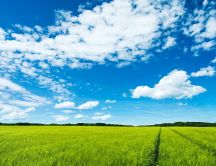 Beautiful green field and blue sky - HD wallpaper