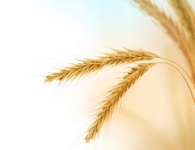 Wonderful golden ear of wheat - Macro HD wallpaper