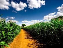 Country path and a corn field - summer time