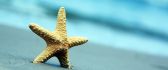 Starfish in the sand - water wonders
