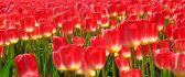 Beautiful red carpet of tulips - HD wallpaper