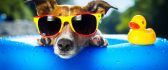 Hot summer day - fancy dog with sunglasses at the pool