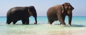 Two big elephants in the ocean water - Summer days