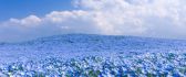 Field full with blue flowers - Wonderful nature wallpaper
