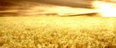 Wonderful nature - golden wheat field in the sunset