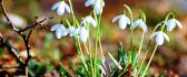 Good morning spring - Beautiful snowdrops in the garden