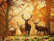 Wonderful deers in the forest - Autumn season