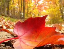 One big Autumn leaf on the ground - HD wallpaper
