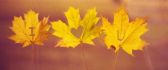 I love you Autumn season - wonderful amber leaves