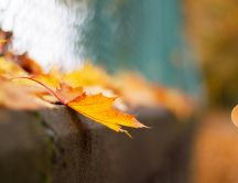Macro Autumn leaf in a blurry background - HD wallpaper