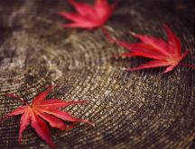 Red Autumn leaves on a tree trunk - HD macro wallpaper