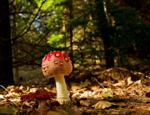 Poison red mushroom in the forest - Autumn season