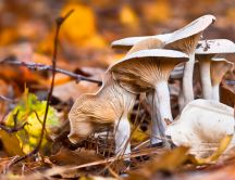 Bunch of mushrooms in the forest - HD wallpaper