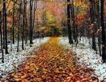 Snow in the forest - Late Autumn season