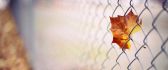 Amber leaf caught in wire mesh - HD macro Autumn wallpaper