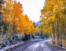 Yellow forest in the wonderful Autumn season - HD wallpaper
