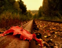 Red Autumn leaf on the railroad - HD wallpaper