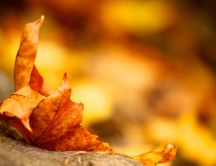 Macro golden Autumn leaf in the nature