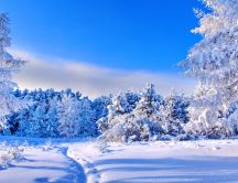 Blue sky and white nature - Sunny winter day