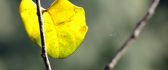 Yellow Autumn leaf on a branch of tree - Macro HD wallpaper