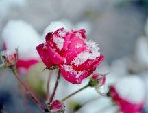 Snow over a beautiful pink rose - Flowers in the garden