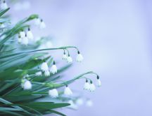 Beautiful spring flowers - Snowdrops