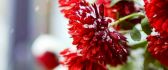 Macro red flowers full with snow - HD wallpaper