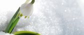 Wonderful snowdrop in the white and cold snow - HD wallpaper