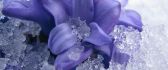 Ice on a beautiful purple flower - HD wallpaper