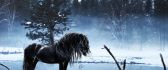 Beautiful horse in a frozen lake - Winter season