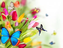 Butterflies on the colourful spring flowers - HD wallpaper