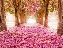 Wonderful pink path under the blossom trees - Spring season