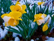 Snow on the yellow spring flowers - HD wallpaper